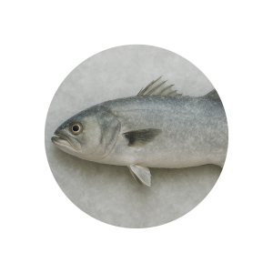 bluefish