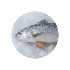 kingweakfish
